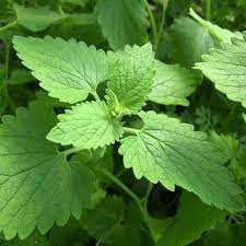 Green Catnip Plant Seeds for Planting-Pet-Friendly and Aromatic Gardens