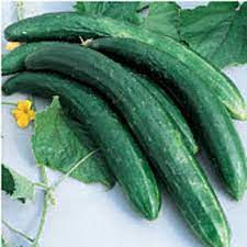 Heirloom Burpless Cucumbers (mild taste, easier to digest)  Tasty Green Cucumber Seeds for Planting - Non-GMO Seeds