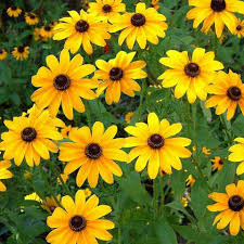 Yellow Mini Sunflower Seeds for Planting – Heirloom, Non-GMO, High Germination Dwarf Blooms for Pots, Borders & Small Gardens