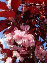 Pink Fraseri Serrulata plantefrø til plantning 100 stk