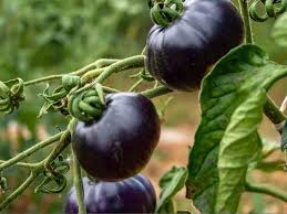 Heirloom Black Tomato Vegetable Seeds for Planting – Non-GMO, High Germination Organic Garden Seeds