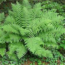 Fern Seeds for Planting - 100 pcs