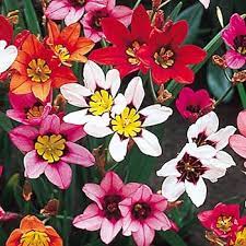 Sparaxis Tricolor Rose Flower Seeds for Planting 100 pcs