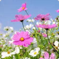 pinkie cosmos flower seeds