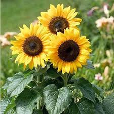 Yellow Mini Sunflower Seeds for Planting – Heirloom, Non-GMO, High Germination Dwarf Blooms for Pots, Borders & Small Gardens