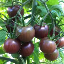 Heirloom Black Tomato Vegetable Seeds for Planting – Non-GMO, High Germination Organic Garden Seeds