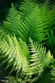 Fern Seeds for Planting - 100 pcs