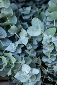 Green Eucalyptus Baby Blue Plant Seeds for Planting-Heirloom & Non-GMO Seeds for planting