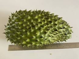 Army Green Graviola Soursop Fruit Seeds for Planting - Grow Soursop with a Unique Appearance, Heirloom Seeds