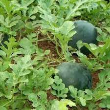 Bush Sugar Baby Watermelon Fruit Seeds for Planting - Sweet, Small Watermelon Harvests  100 pcs