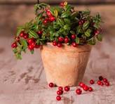 Cranberry Seeds (Vaccinium Macrocarpon) – Compact Bonsai Berry Plant for Indoor Growing