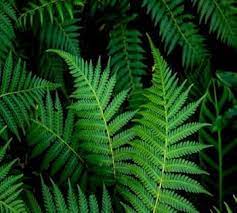 Fern Seeds for Planting - 100 pcs