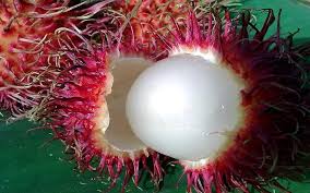 Rambutan Red Fruit Seeds – Exotic Tropical Fruit Seeds for Garden Planting