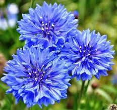 Blue Cornflower Seeds for Planting – Heirloom Non-GMO Organic Garden Seeds for Beautiful Blooms