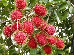 Rambutan Red Fruit Seeds – Exotic Tropical Fruit Seeds for Garden Planting