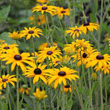 Rudbeckia fulgida ‘Goldsturm’ Black-Eyed Susan flower seeds - Heirloom &amp; Non-GMO garden seeds