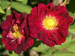 red rugrose flower seeds