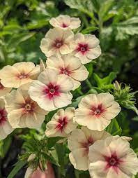 phlox cherry flower seeds