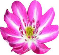 pink white flower seeds