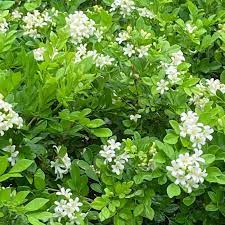 green murraya flower seeds