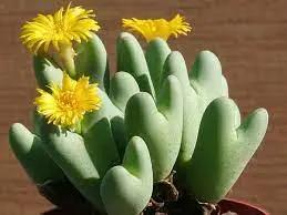 conophytum bilobum flower seeds