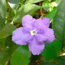 purple brunfelsia flower seeds