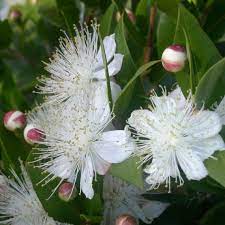 greek myrtle flower seeds