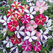 ultra star flower seeds