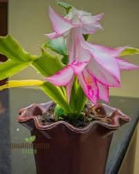 schlumbergera flower flower seeds