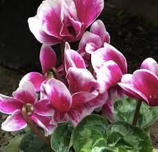 pink white flower seeds