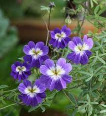 blue hanging flower seeds