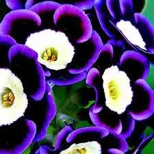 blue phantom flower seeds