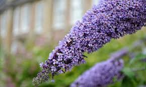 violet buddleja flower seeds