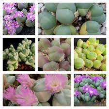 mixed gibbaeum flower seeds