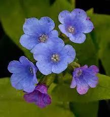 blue pulmonaria flower seeds