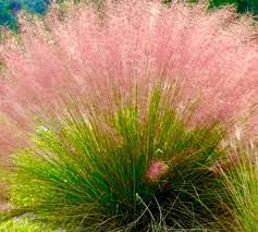 pink muhly flower seeds