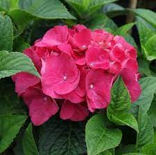 red baron flower seeds