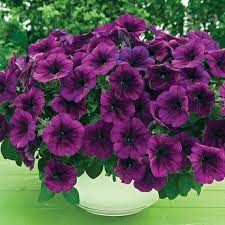 purple trailing flower seeds