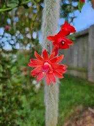 monkey tail flower seeds