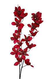 red heirloom flower seeds