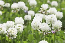 white organic flower seeds
