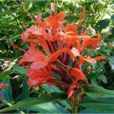 red ginger flower seeds, Ginger Seeds