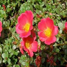 red rock flower seeds