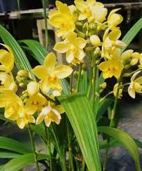 Yellow Orchid Formaldehyde Flower Planting Seeds for Garden 100 pcs