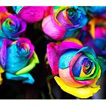 Yellow Rainbow Rose Flower Seeds for Planting Non-GMO Heirloom Garden Seeds for Growing