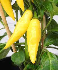 Light Yellow Chili Seeds for Planting - 100 pcs