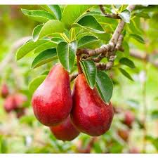 Red Bartlett Pears Fruit Seeds for Planting - Crisp, Sweet, and Juicy Pear Trees, Heirloom Seeds