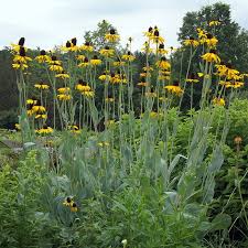 Rudbeckia maxima (Giant Coneflower)’ Black-Eyed Susan seeds for planting - heirloom & Non-GMO garden seeds