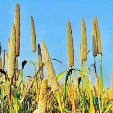 Pearl Millet Seeds for Planting – Heirloom, Non-GMO Bajra Seeds for High-Yield Grain and Fodder Production