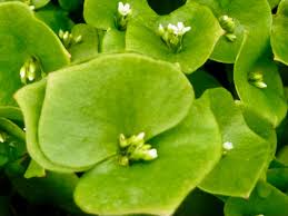 Miners Lettuce Plant Seeds for Planting - 100 pcs